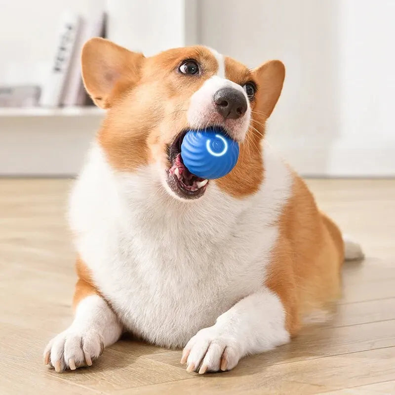 Ballon Intelligent pour Chien