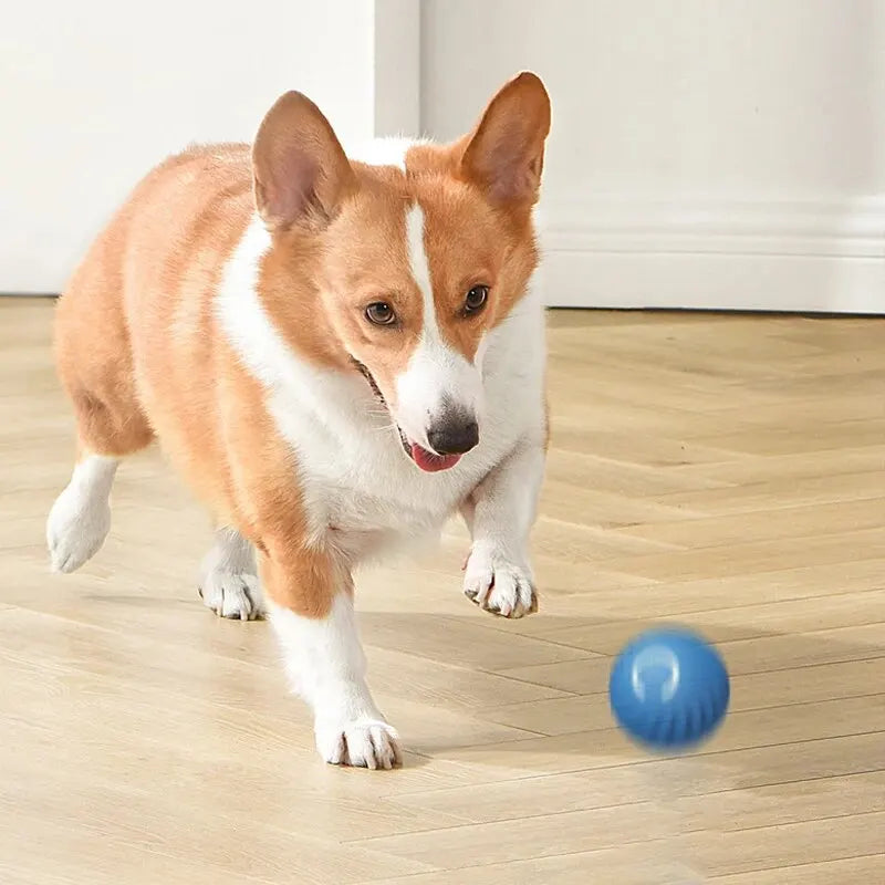 Ballon Intelligent pour Chien